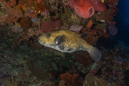 Fish swim at the Tubbataha Reefs Natural Park Philippines