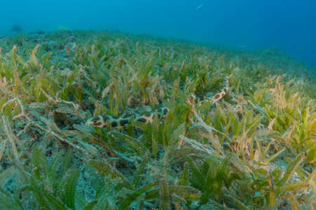 Coral reef and water plants in the Red Sea, Eilat Israelの写真素材