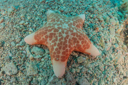 Starfish On the seabed in the Red Sea, Eilat Israelの写真素材