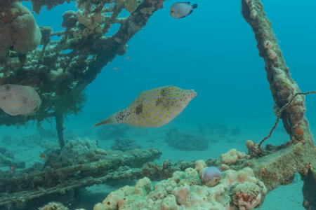Fish swim in the Red Sea, colorful fish, Eilat Israel