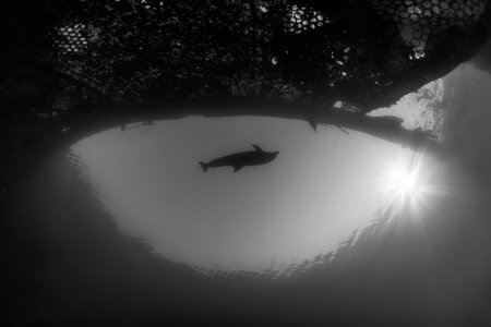 Dolphin swimming in the Red Sea, Eilat Israelの写真素材