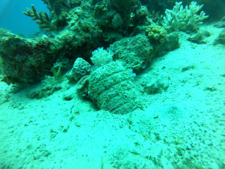 Coral reef and water plants in the Red Sea, Eilat Israel