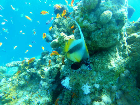 Coral reef and water plants in the Red Sea, Eilat Israel