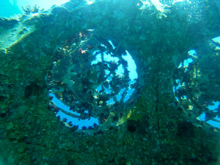Coral reef and water plants in the Red Sea, Eilat Israelの写真素材
