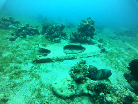Coral reef and water plants in the Red Sea, Eilat Israel