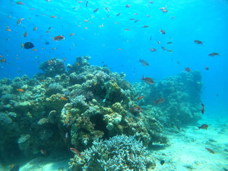Coral reef and water plants in the Red Sea, Eilat Israelの写真素材