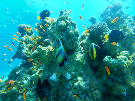 Coral reef and water plants in the Red Sea, Eilat Israelの写真素材