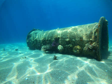 Coral reef and water plants in the Red Sea, Eilat Israel