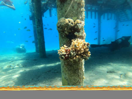 Coral reef and water plants in the Red Sea, Eilat Israelの写真素材