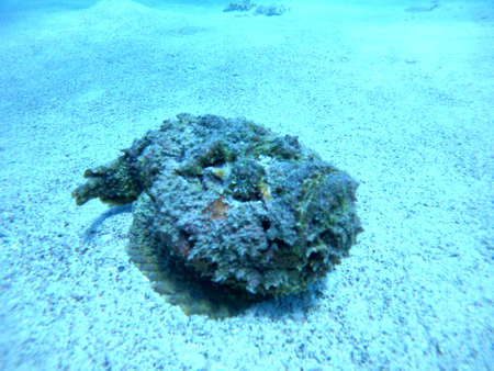 Fish swimming in the Red Sea, colorful fish, Eilat Israel