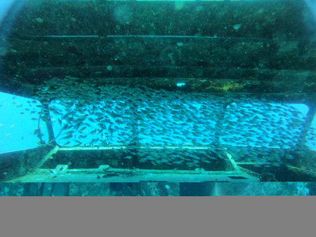 Fish swimming in the Red Sea, colorful fish, Eilat Israel