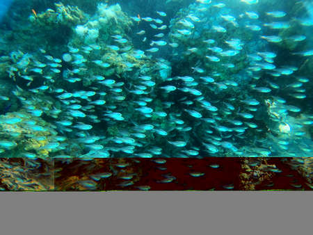 Fish swimming in the Red Sea, colorful fish, Eilat Israel