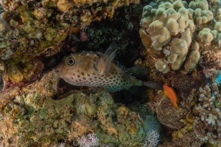 Fish swimming in the Red Sea, colorful fish, Eilat Israel