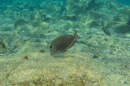 Fish swimming in the Red Sea, colorful fish, Eilat Israel