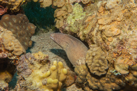 Moray eel Mooray lycodontis undulatus in the Red Sea, Eilat Israel