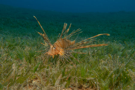 Lionfish in the Red Sea colorful fish, Eilat Israelの写真素材