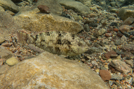 Fish swimming in the Red Sea, colorful fish, Eilat Israel