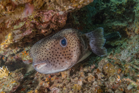 Boxfish in the Red Sea. Eilat Israel. Shallow depth of fieldの写真素材