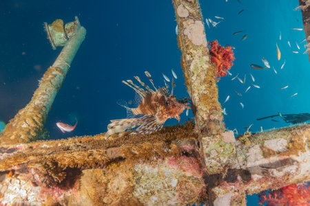 Lionfish in the Red Sea colorful fish, Eilat Israelの写真素材