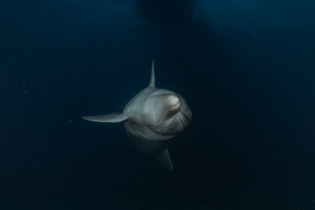 Dolphin swims in the Red Sea, Eilat Israelの素材 [FY310206301721]