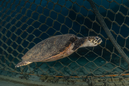 Hawksbill sea turtle in the Red Seaの写真素材