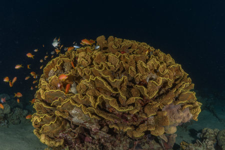 Coral reef and fish in the Red Sea, Eilat Israelの写真素材