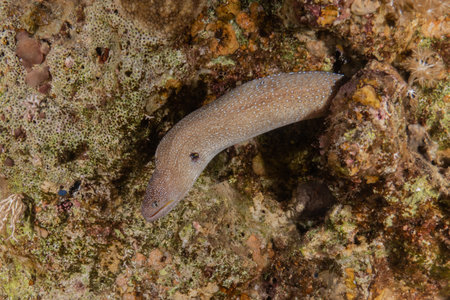 Moray eel on the coral reef in the Red Sea.の写真素材