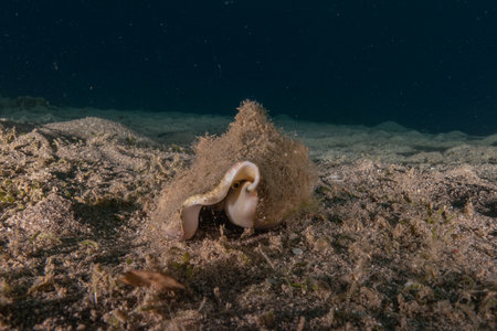 Seashells on the seabed in the Red Seaの写真素材