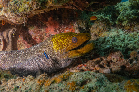 Moray eel on a tropical coral reef in the Red Seaの写真素材