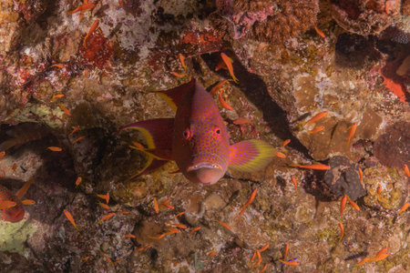 Red grouper on the coral reef of the Red Sea, Egyptの写真素材