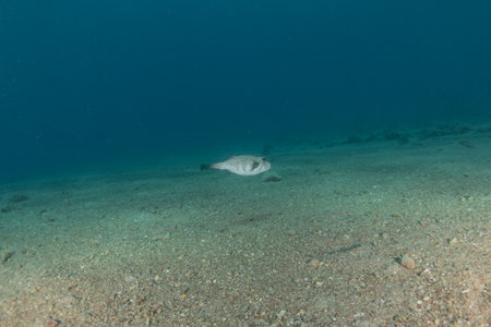 Fish swim in the Red Sea, colorful fish, Eilat Israelの写真素材