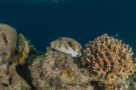 Boxfish on a coral reef in the Red Sea, Eilat Israel