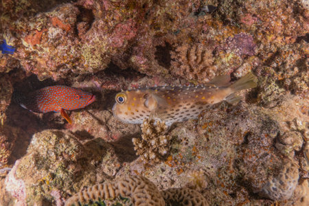 Pufferfish in the Red Sea, Eilat Israelの写真素材
