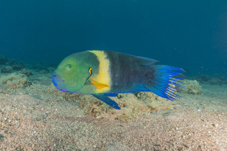 Broomtail wrasse (Cheilinus lunulatus)
Fish swim in the Red Sea, Eilat Israel