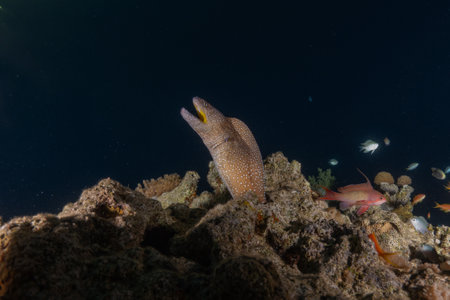 Moray eel on a coral reef in the Red Sea.
