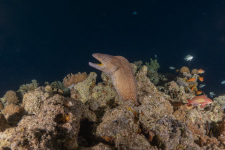Moray eel on the coral reef in the Red Sea, Eilat Israel