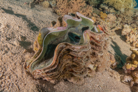 Giant clam on the seabed in the Red Sea Eilat Israelの写真素材