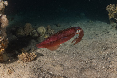Squid in the Red Sea Colorful and beautiful, Eilat Israel