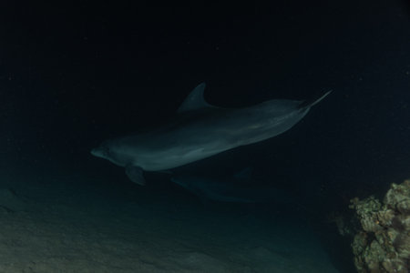 Dolphin swimming in the Red Sea, Eilat Israel.の写真素材