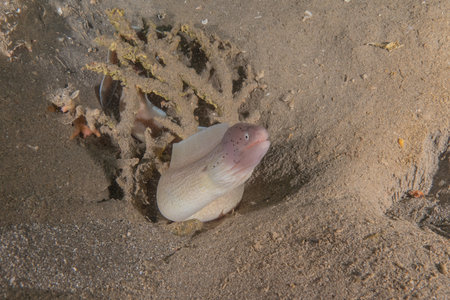 Moray eel in the Red Sea, Eilat Israel