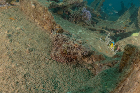 Fish swim in the Red Sea, colorful fish, Eilat Israelの写真素材