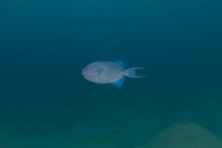 Fish swim in the Red Sea, colorful fish, Eilat Israel