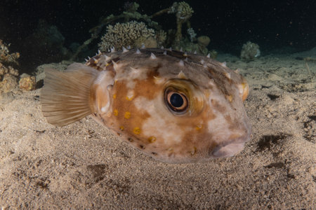 Pufferfish in the Red Sea, Eilat Israelの写真素材
