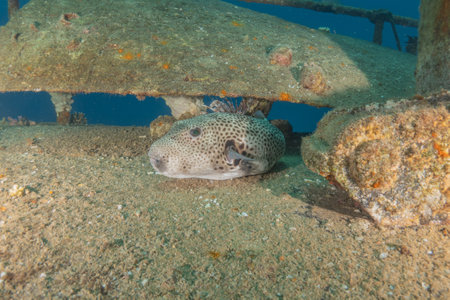 Fish swim in the Red Sea, colorful fish, Eilat Israel
