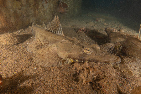 Fish swim in the Red Sea, colorful fish, Eilat Israelの写真素材