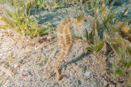 Sea horse on the seabed in the Red Sea, Eilat Israelの写真素材