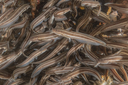A school of fish swimming in the Red Sea, Eilat Israel