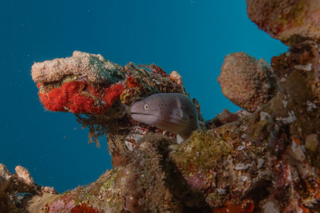 Moray eel in the Red Sea, Eilat Israel