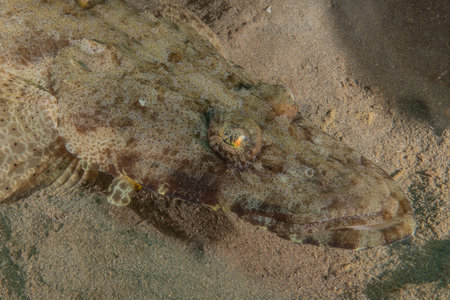 Fish swim in the Red Sea, colorful fish, Eilat Israel