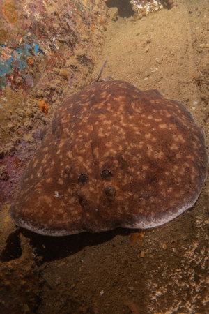 Torpedo sinuspersici On the seabed  in the Red Sea, Israel